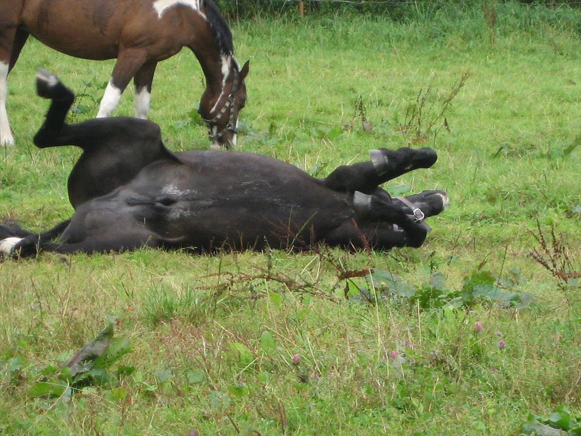 Anden særlig race Pondus - uhhh det klør billede 2