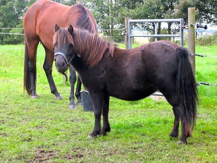 Shetlænder Anna-Bell billede 10