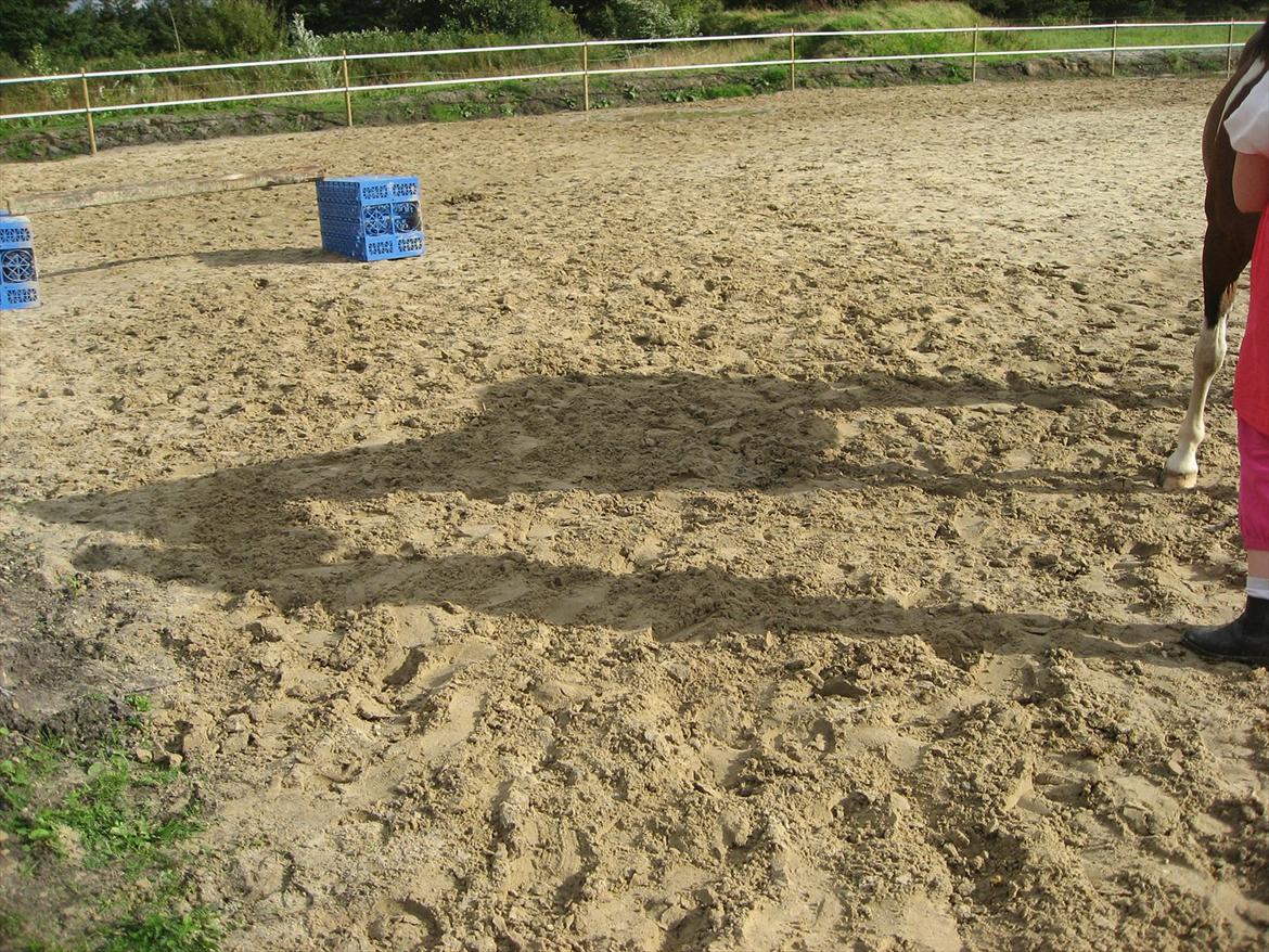 Anden særlig race Johana - Hun er så vigtig, så cool at  hun aldrig smiler. Ivertfald ikke til mig og hele landet si'r: Se hvor hun stråler, hun er så yndig... Men jeg er den eneste der ved du kun en skygge af dig selv<3 billede 12