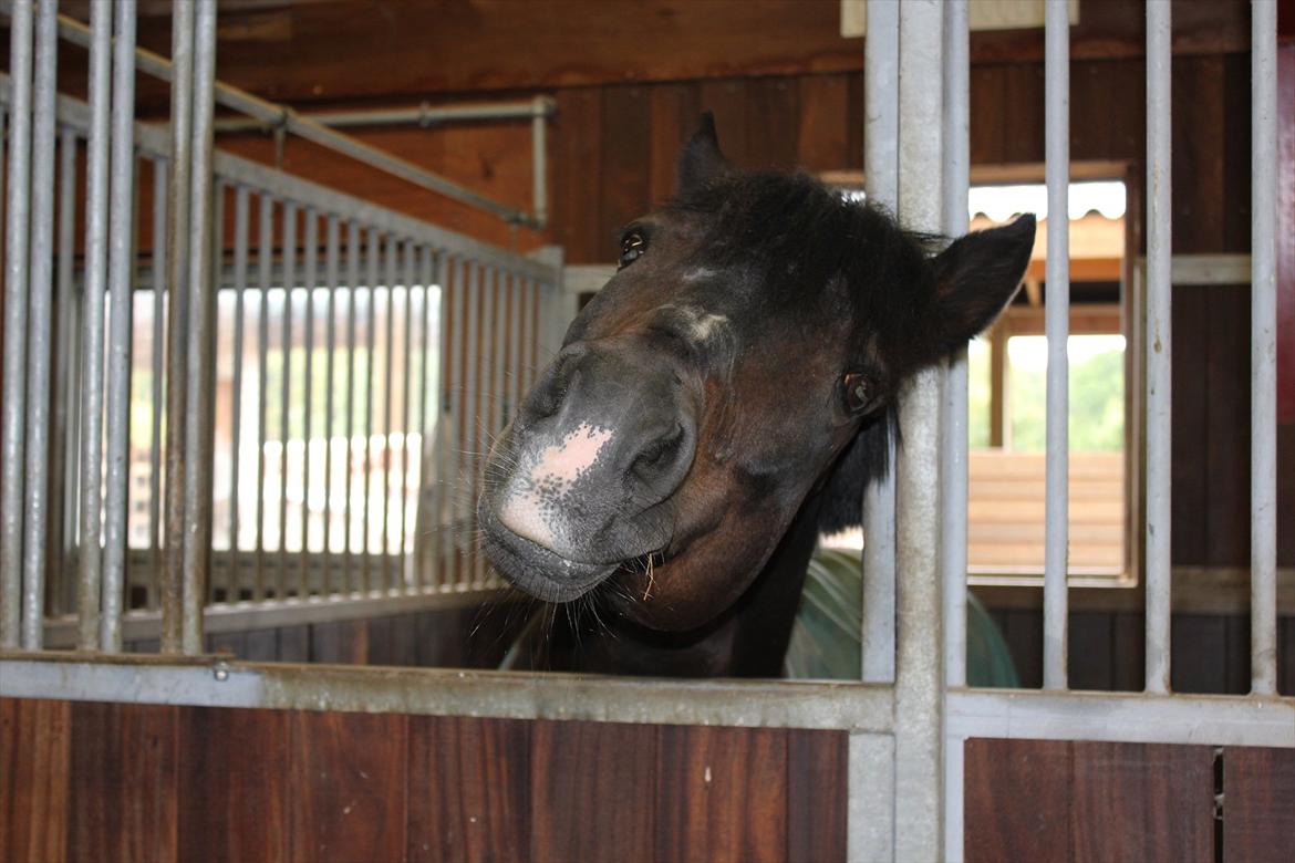 New Forest Mister Malthe ELITEHINGST - Når Malthe tigger :D Taget af Anna Fogh Gransøe billede 6