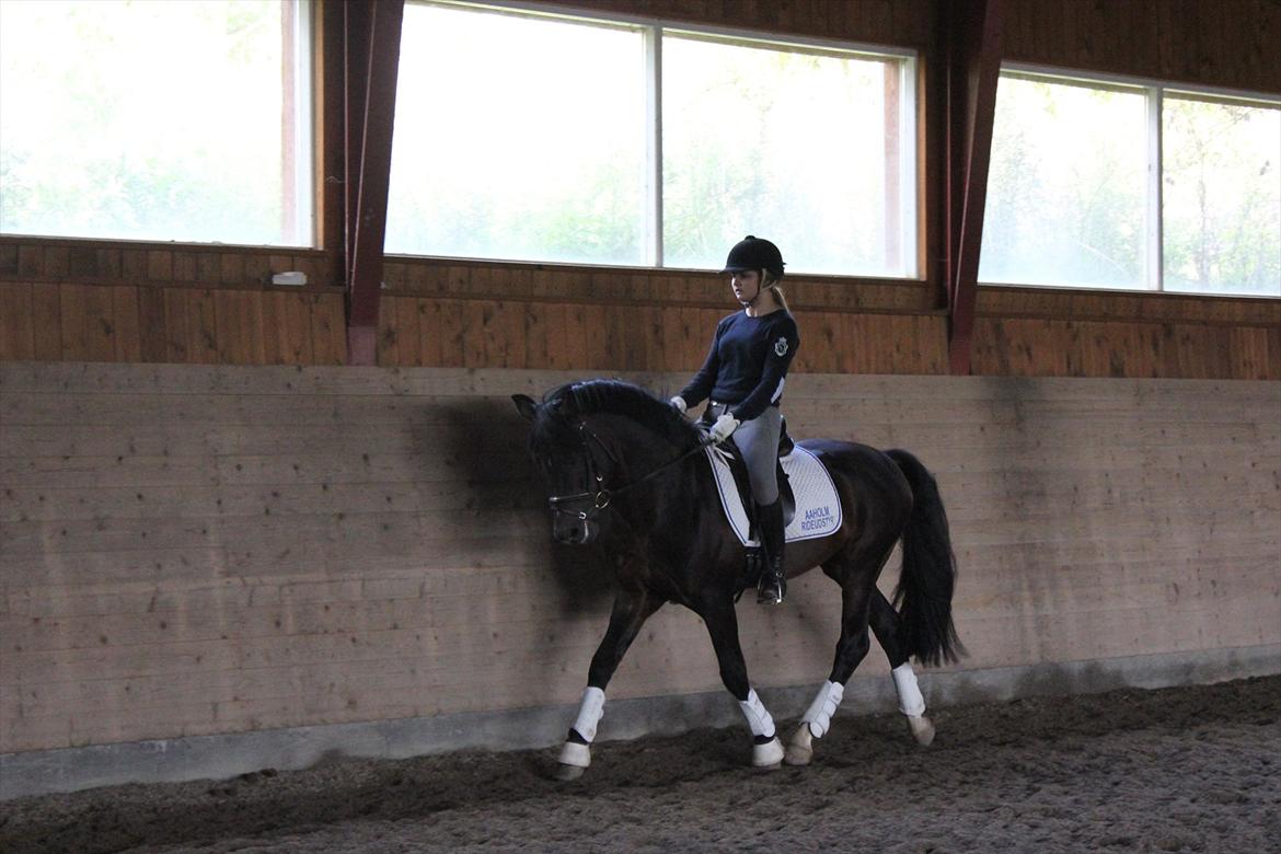 New Forest Mister Malthe ELITEHINGST - Træning. Taget af Anna Fogh Gransøe billede 7