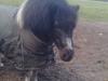 Shetlænder Sofus R.I.P Min skat [Himmelhest]