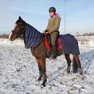 Dansk Varmblod Menuet