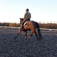 Dansk Varmblod Menuet