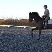 Dansk Varmblod Menuet