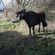 Anden særlig race Lillefut