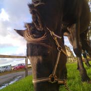 Islænder Tíbrá - solgt