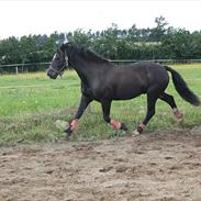 Welsh Cob (sec D) Jet Jewel (JJ)