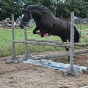 Welsh Cob (sec D) Jet Jewel (JJ)