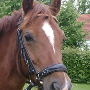 Welsh Pony af Cob-type (sec C) Meadow`s Red Pepper