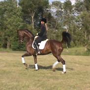 Hannoveraner DONNERFEE