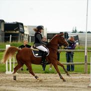 Hollandsk Sportspony Rocko<3A-PONY!!<3