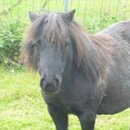 Shetlænder Mini Maren<3