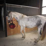 Anden særlig race Kimmi