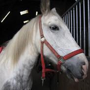 Anden særlig race Kimmi