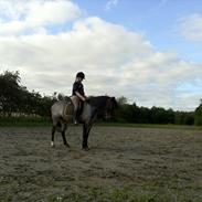 Welsh Cob (sec D) Claisson<3 (Solgt:''((