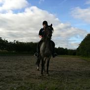 Welsh Cob (sec D) Claisson<3 (Solgt:''((