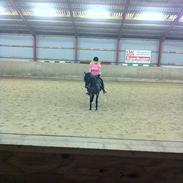 Welsh Cob (sec D) Claisson<3 (Solgt:''((