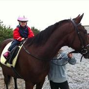 Anden særlig race Armani