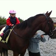 Anden særlig race Armani