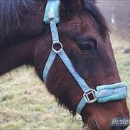 Anden særlig race Armani
