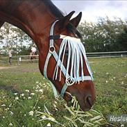 Anden særlig race Armani