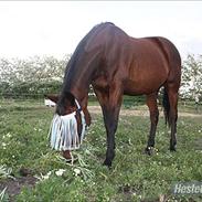 Anden særlig race Armani