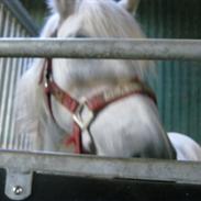 Welsh Pony (sec B) smokie