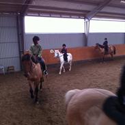 Welsh Pony (sec B) smokie