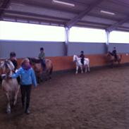 Welsh Pony (sec B) smokie
