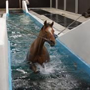 Anden særlig race Bech´s Bella Viva