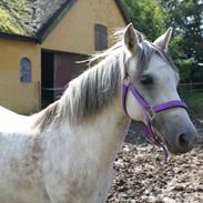 Welsh Pony (sec B) -Smilla