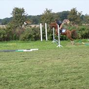 Anden særlig race Cindy H [ Min Pony]