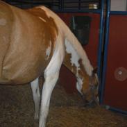 DSP Festina Lente (Himmelhest)