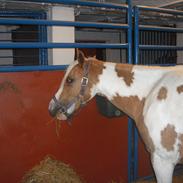 DSP Festina Lente (Himmelhest)