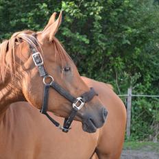 Arabisk fuldblod (OX) saphira  isa