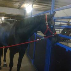 Oldenborg Vester Løkke`s Montana (Solgt ) RIP