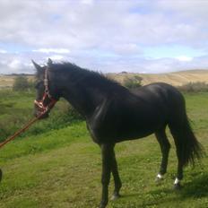 Oldenborg Vester Løkke`s Montana (Solgt ) RIP