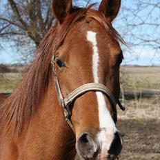 Arabisk fuldblod (OX) saphira  isa