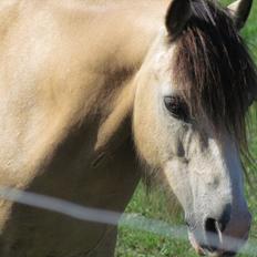 Welsh Mountain (sec A) MUNKSGAARD'S JUPITER