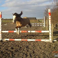 Welsh Mountain (sec A) MUNKSGAARD'S JUPITER