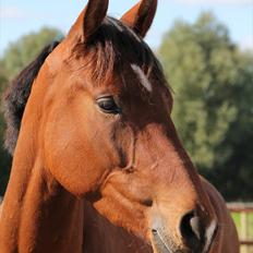 Dansk Varmblod Westphalens Mr. Zeeke *solgt*