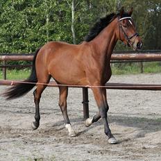 Dansk Varmblod Westphalens Mr. Zeeke *solgt*