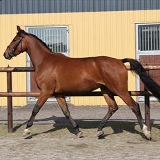 Dansk Varmblod Westphalens Mr. Zeeke *solgt*