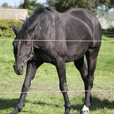 Dansk Varmblod | Definitely Dark.