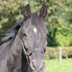 Dansk Varmblod | Definitely Dark.