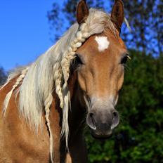 Haflinger Eskedalens Akinos