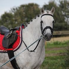 Welsh Pony (sec B) Bjerregård's Manja<3 (MullePiien)<3