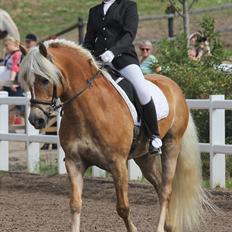 Tyroler Haflinger Holly Elghuset