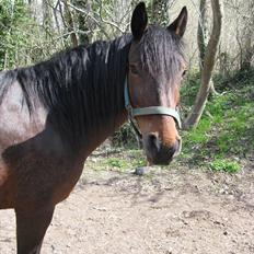 Anden særlig race Dianna